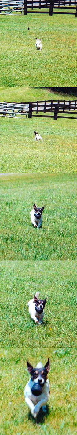 Spike...looking for his car.  He finds this piece of tire...poor doggy>>>