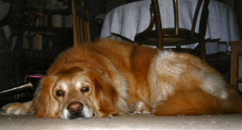 Tibor, the doggy
