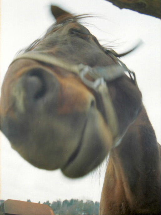 Horsey in Mondsee, Austria