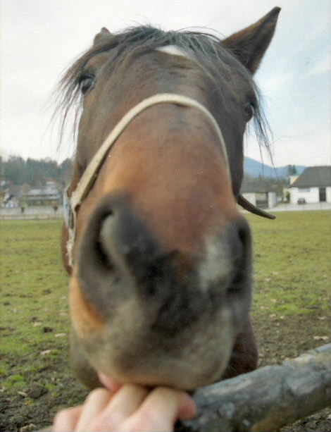 Horsey in Mondsee, Austria