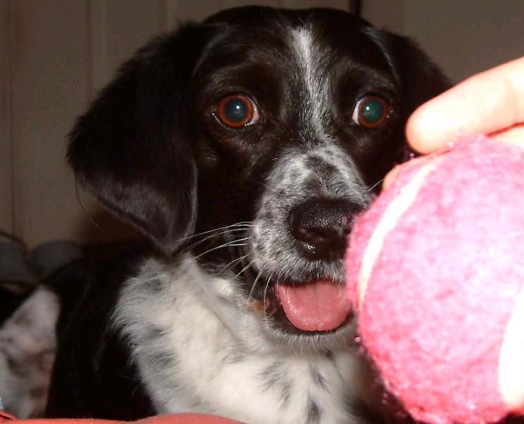 Hi, my name is Ringo and I'm a Tennis Ballaholic>>>