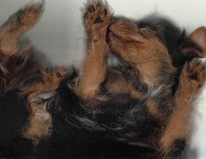 Gizmo in SPACE!!!>>>