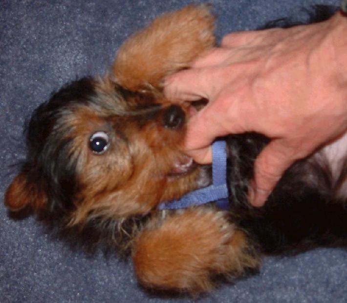 Gizmo vs. Hand, round one>>>