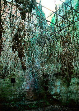 Hanging Trees