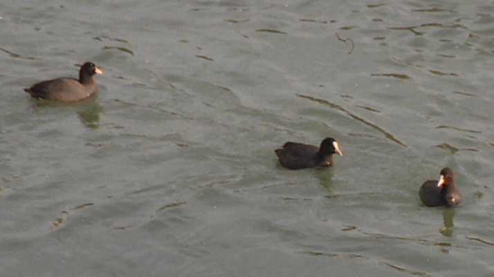 Austrian Mole Hens in the Salzach River
