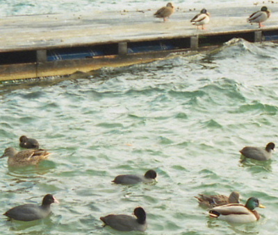 Mole hens on the shore of St. Gilgen, Austria