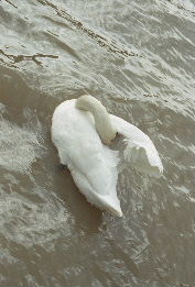 Swan in Neckar River, Heidelberg Germany