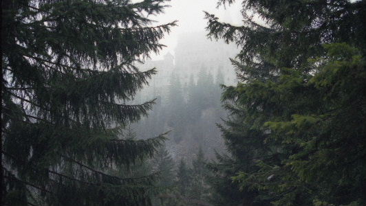 Peering up from the forest