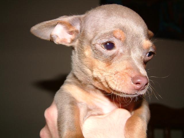 Hi I'm Presley...the radioactive mouse>>>