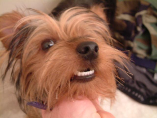 Want to get electrolysis but simply can't afford the bills?  Then become a Yorkie!>>>