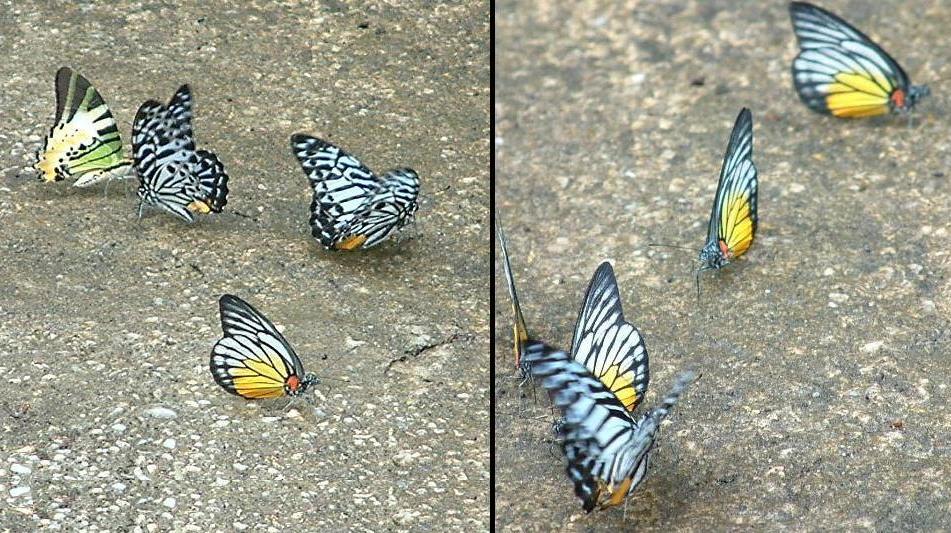  'I like big butt-erflies, and I cannot lie', you otha brothas can't deny>>>