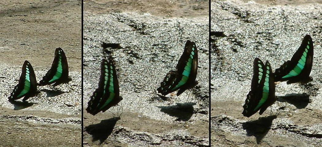 Does a metamorphosis in your face...
>>>