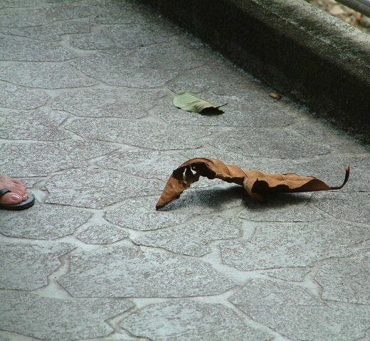Hey...check out that sandal...looks like my type...five heads...brittle, peeling head, smells like mildew>>>