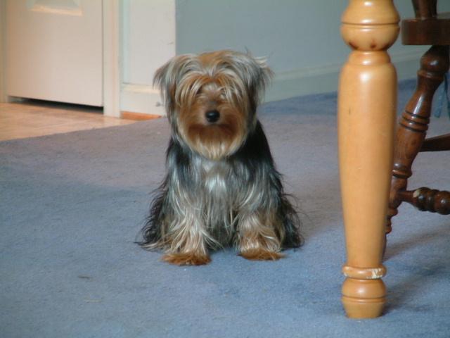 I am not a crook! (Gizmo's now-famous Richard Nixon impression)>>>