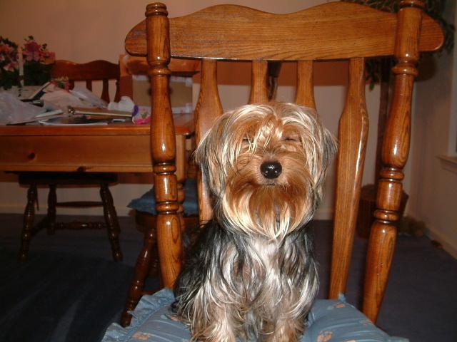 My baby, exactly a year after I brought him home from the doggy factory>>>