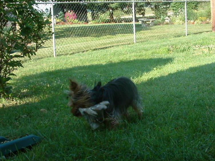 Gizmo, spokesman for the new dog shampoo 'Gee, your hair smells like my butt!'>>>