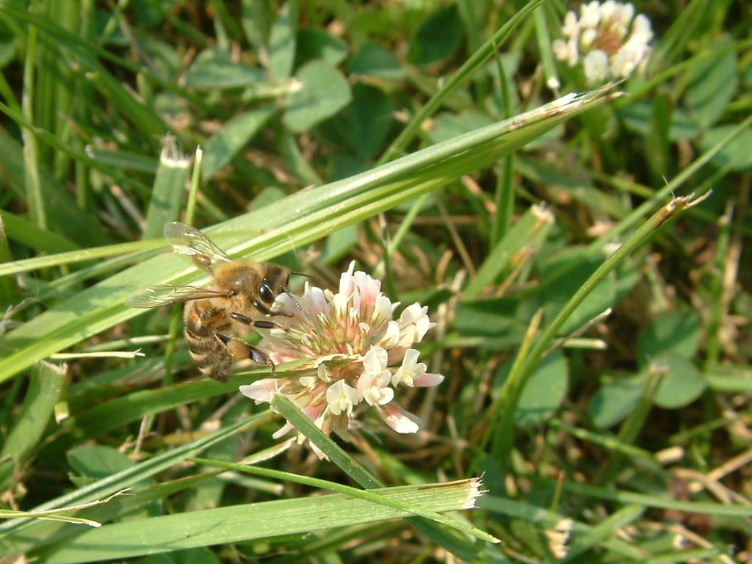 Bee Good>>>