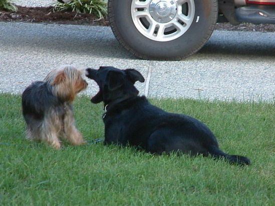Abbey and Gizmo were always very close>>>