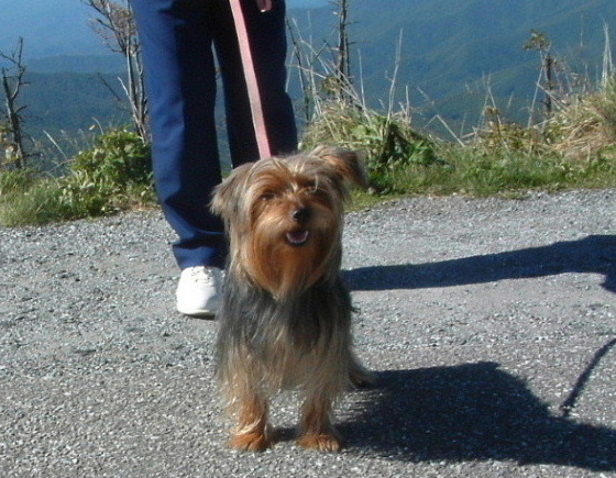 The business end of a 14-pound Yorkie>>>