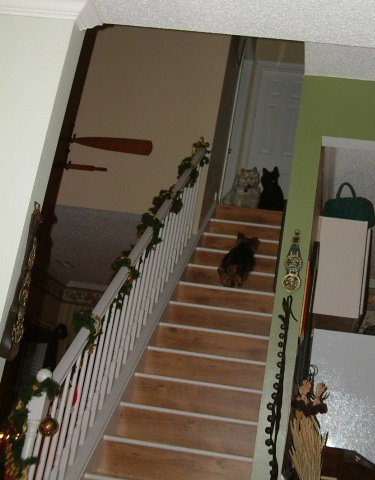 Deliverance, canine style>>>
