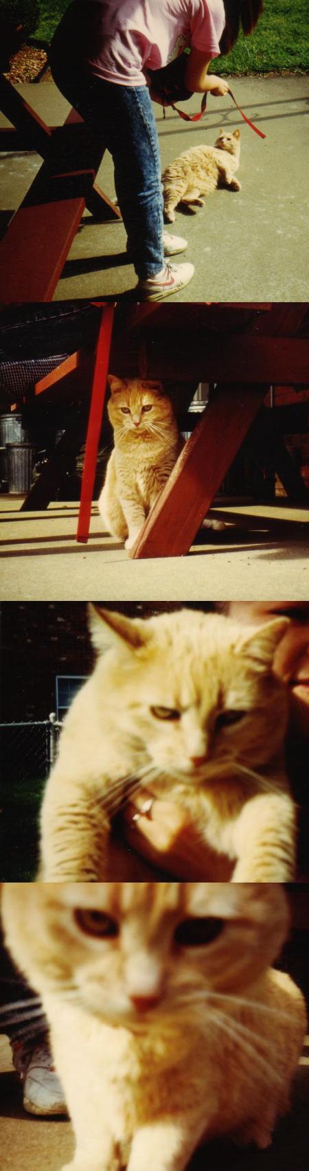 meow...is it in focus Mike?  Here...how's this?...meow...>>>
