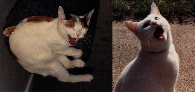 *Due to copyright laws the lyrics of this Lunch Tea Cat song cannot be displayed on this site*>>>