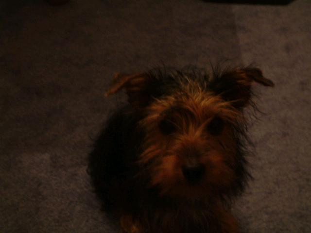 Wiper>>>